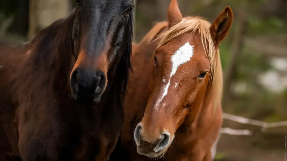 ПРОМО BF Урок по езда сред природата