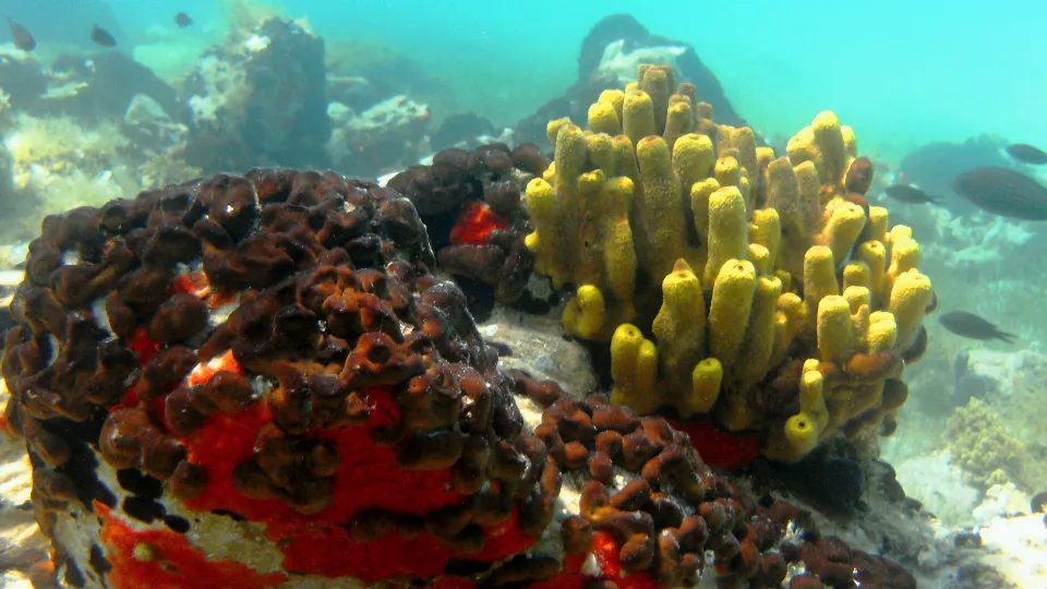 ПРОМО BF Гмуркане с акваланг с безплатно HD подводно видео в Никити Никити, Гърция
