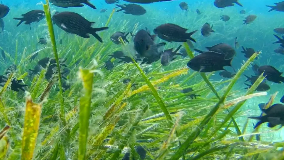 ПРОМО BF Гмуркане с акваланг с безплатно HD подводно видео в Никити ваучер