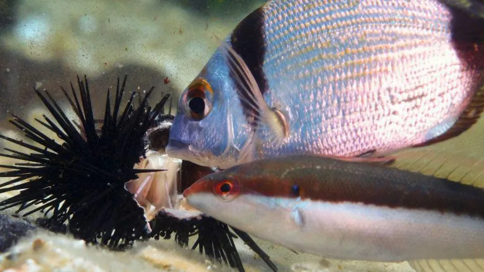 ПРОМО BF Гмуркане с акваланг с безплатно HD подводно видео в Никити Гмуркане с акваланг