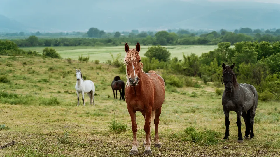 Конна езда и офроуд преживяване за двама Шофиране и моторни спортове