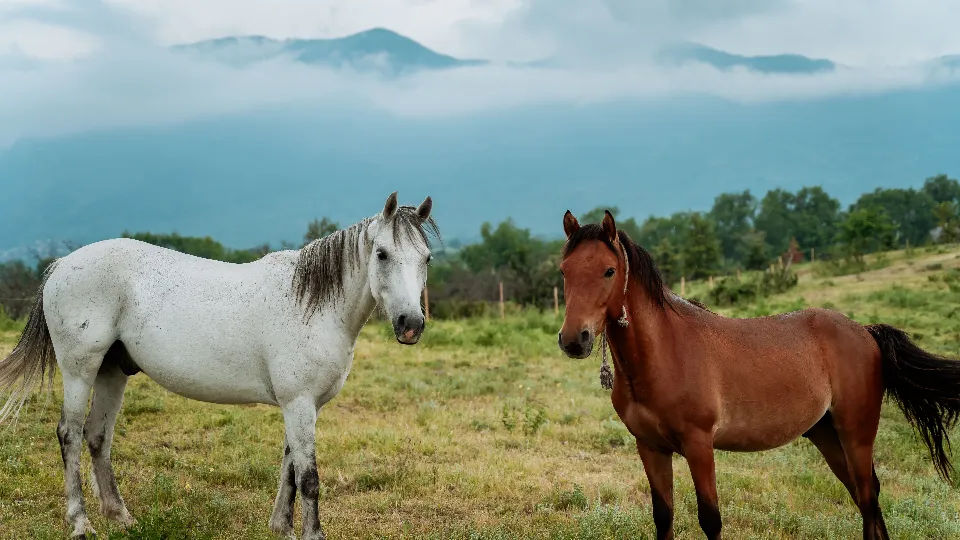 Офроуд с АТВ с. Устина / Пловдив Конна езда и офроуд преживяване за двама