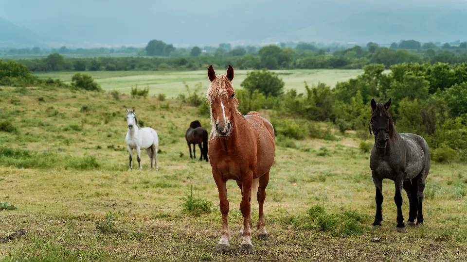 Пикници с. Устина / Пловдив Романтичен пикник за двама