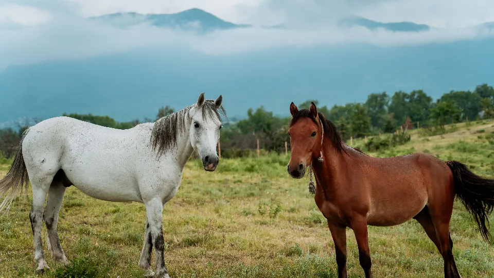 Ваучер Романтичен пикник за двама с. Устина / Пловдив