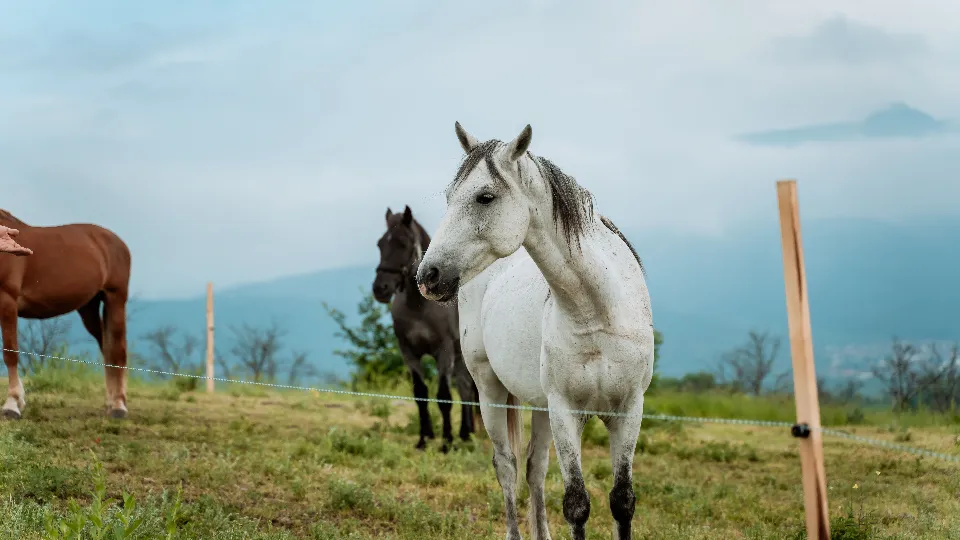 Подарък Романтичен пикник за двама