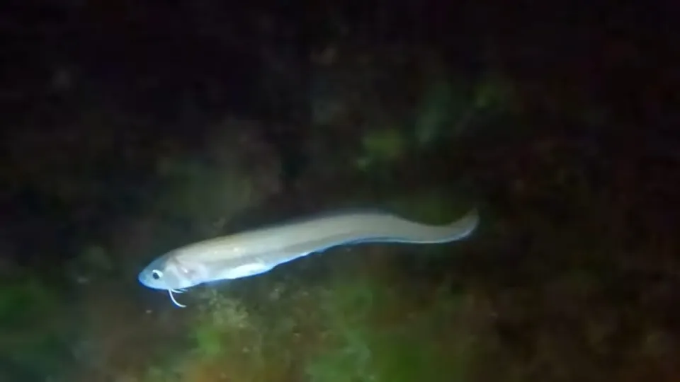 Нощен шнорхелинг