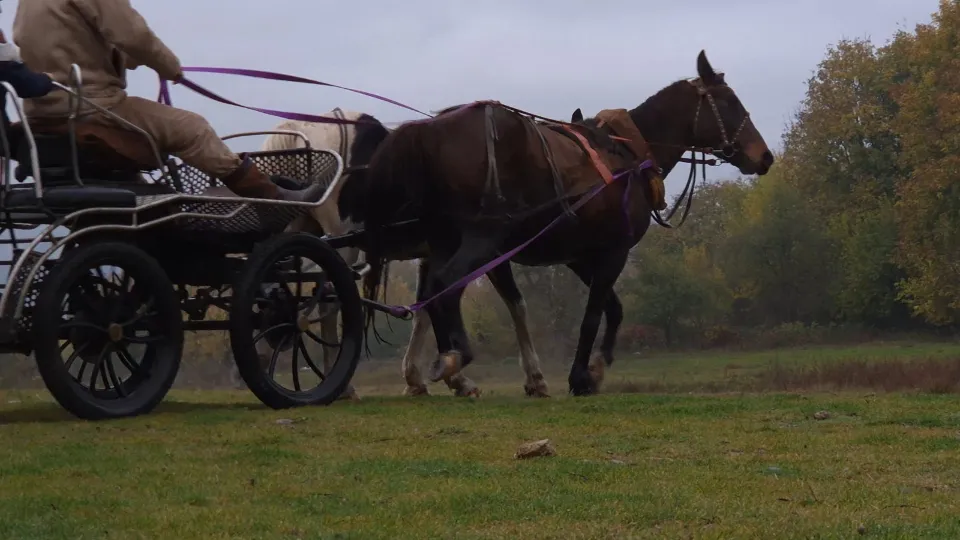 Адреналин без двигател: екстремно конно офроуд преживяване