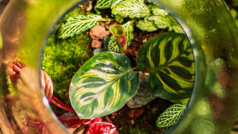 Създай мини природа - ателие за растителни терариуми